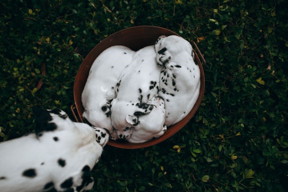 black hawk puppy feeding guide